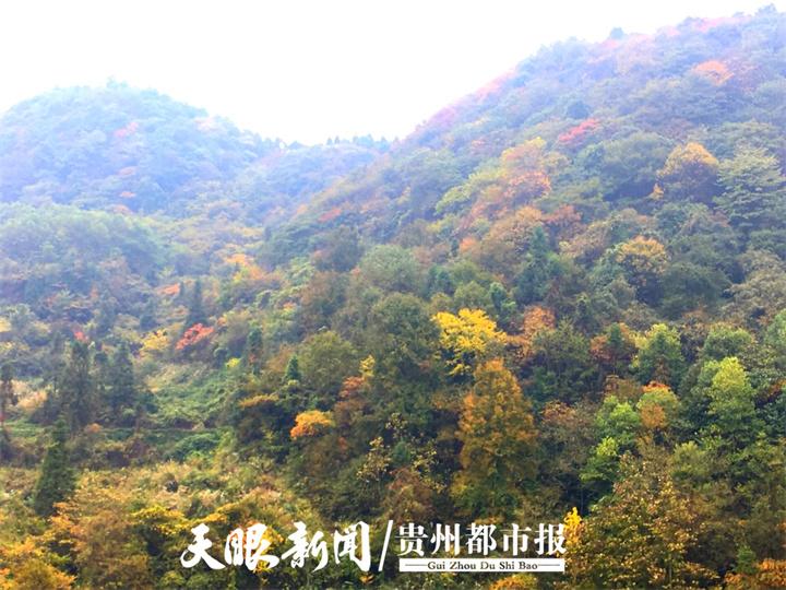 黄绿相间的山间秋景