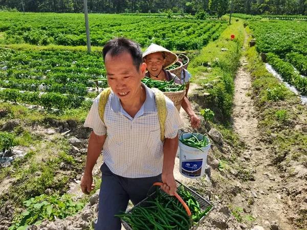 村民们在这里每天能采摘青椒300多斤