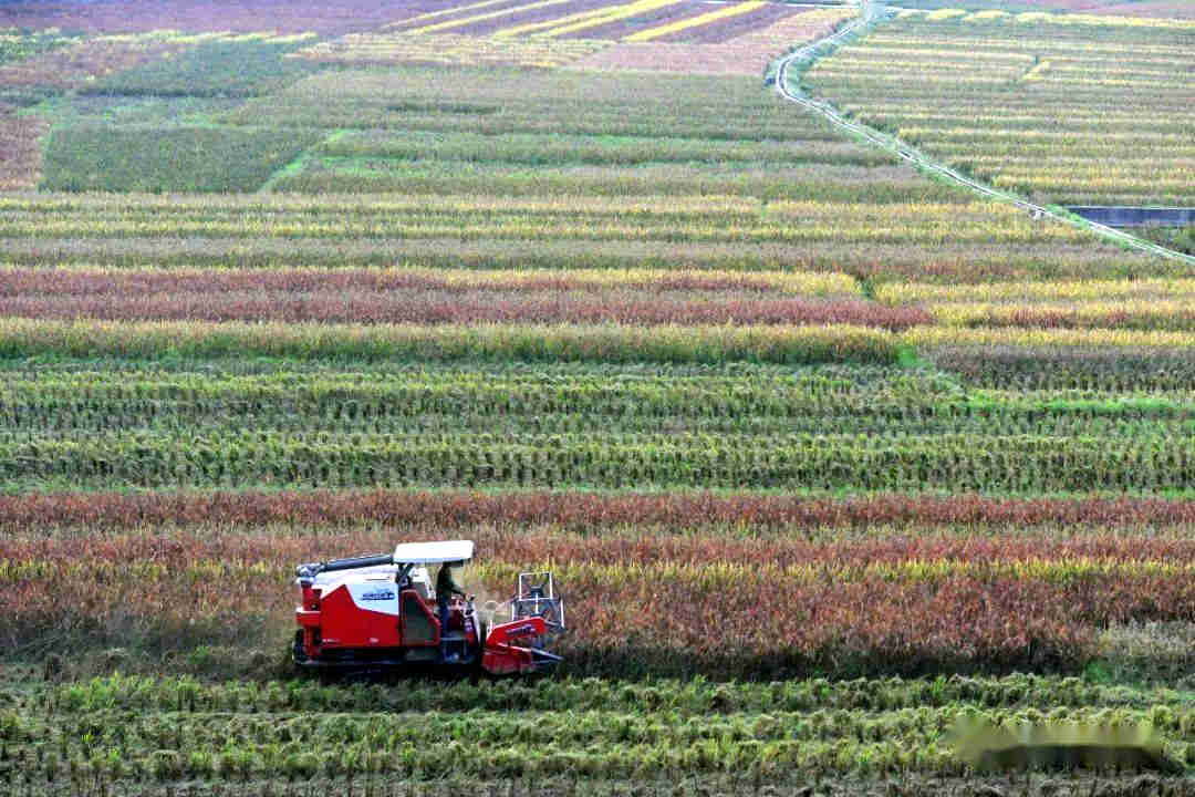 台盘乡阳芳村种植的80余亩非杂交生态五彩稻谷开镰收割