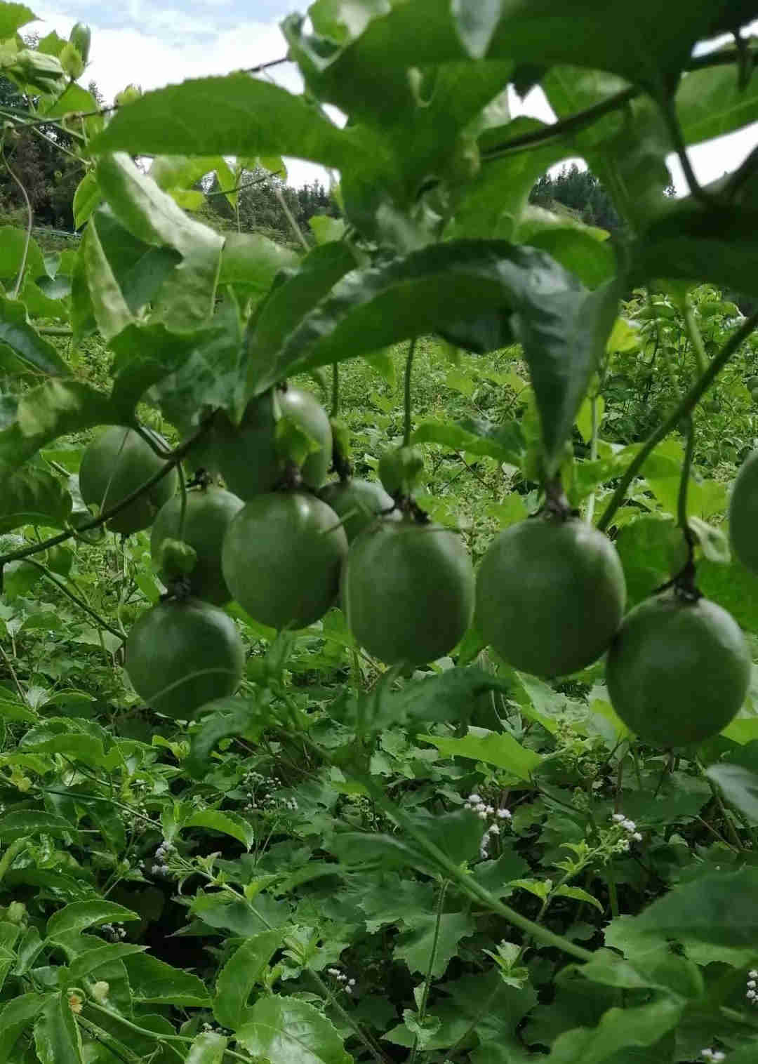 天柱县农家肥种的百香果上市了，做成果汁酸甜鲜香可口（视频）