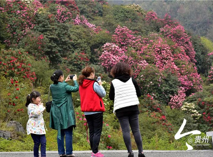                             花开百里杜鹃 游客纷至沓来                        －贵州毕节百里杜鹃风景名胜区
